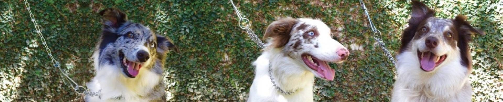 Confira aqui 6 dicas para escolher os melhores fornecedores para o seu Pet Shop