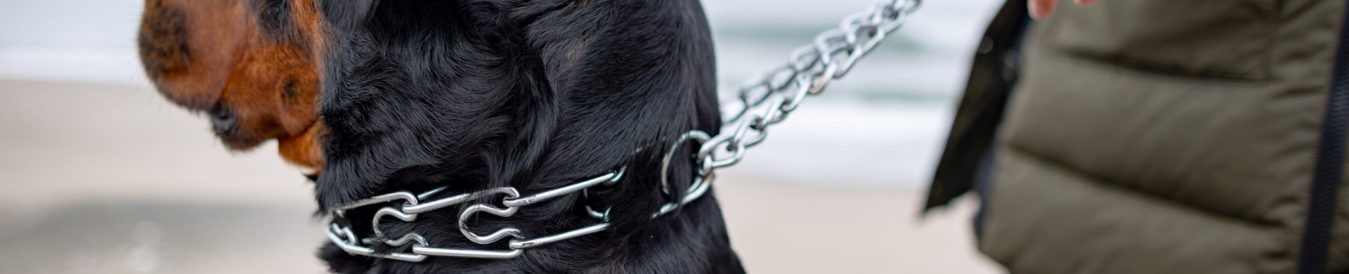 Modelo de colar para cachorro: você sabe escolher o ideal?