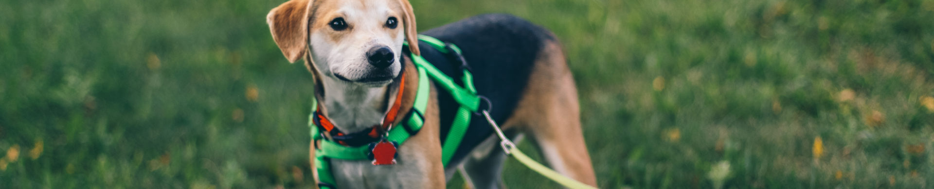 Conheça os diferentes tipos de guia para cachorro e sua diferença com as coleiras